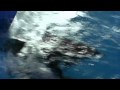 BBC Natural World - Saved by Dolphins (2008) (1/5)