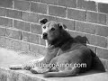 Diario de un perro, Relatos hablados, UnicoAmor.com Diario de un perro, Relatos hablados, UnicoAmor.com