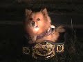 David the Dog