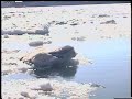 Ice Flow In Buffalo; The Mighty Niagara River! 4/15/08     1