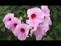 Click here to watch this video Beautiful Brisbane By Bad Blues - Accidental Music Montage