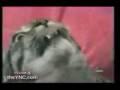 videos de Posses Cat