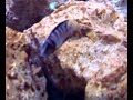 Acquario Tanganika Altolamprologus e Paracyprichromis