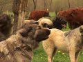 illyrian-sheepdog.html