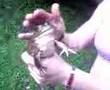 Screaming frog summer 07