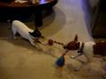 videos de Tilly Tugs - 11/16/2008