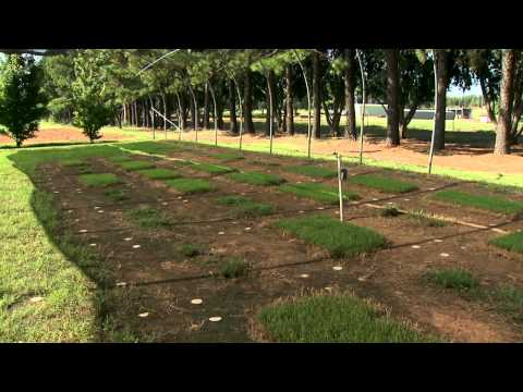 how to care for bermuda grass in oklahoma