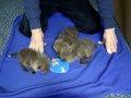 Orphaned Baby Foxes