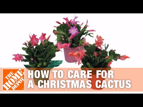 how to transplant organ pipe cactus