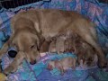 goldrocks apple jelly bean
and puppies age 2 days