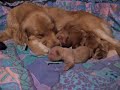 Cody and Bean babies day two