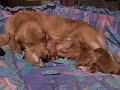 goldrocks apple jelly bean
and puppies age 2 days