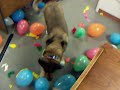 German Shepherd balloon mania