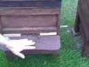 The Bee Man