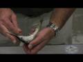 How to Rig a Skipping Ballyhoo
