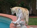 siberian husky howling