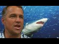 Tiger shark