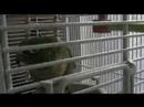 Ducky, the Maroon Bellied Conure