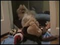 Pomeranian Toughy and his toys of PomRescue.com Pomeranian Toughy and his toys of PomRescue.com