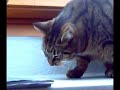 katze maunzi versucht zu kotzen, vpega