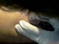 videos de Aprendiendo a tatuar (Mariano González)