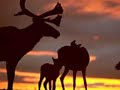 j:son   schaffer    norrland