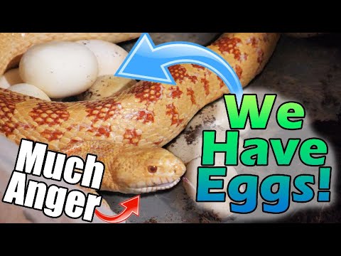 YouTube reptile video
