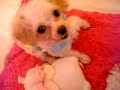 AKC Micro Teacup Poodle - MOKONA.MODOKI.MOMOKO (IN HK) #2