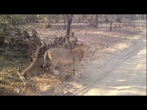 ASIATIC LION