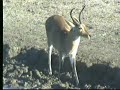 Male Reedbuck at Nkorho Pan 07/16/07