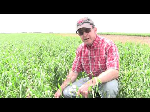 how to harvest cereal rye