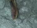 ANACONDA 3.VERCION SAN JUAN DEL RIO.QRO