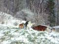 Snow plays