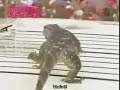 fear factor lezard