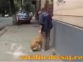 Panic attack-G retriever