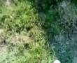 Border Collie video