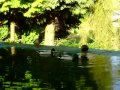 Alle meine Enten schwimmen auf dem See in Vellmar