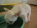 Check out his belly when he's done!  Our 8-week-old French bulldog puppy Cosmo was SO thirsty the day we first got him.  I even had time to use the restroom while he was drinking.