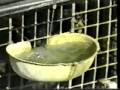 Fur Farming Ethics