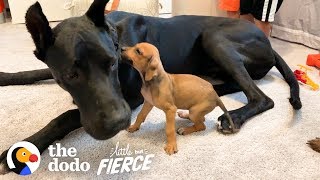 Tiny, Scared Puppy Falls In Love With A 120-Pound Great Dane | The Dodo Little But Fierce by The Dodo