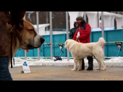 максат