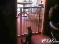Cat Backflip gone wrong