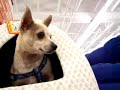 TARZAN REFUSES TO LEAVE PETCO!!!