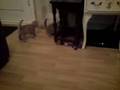 kitten football practice
