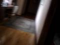 chihuahua chase