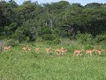 Antelope in Hluhluwe-Imfolozi Game Reserve Antelope in Hluhluwe-Imfolozi Game Reserve