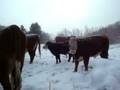 Winter Feeding