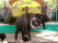 Hoola-Hoop Elephants doing TRICKS in Bangkok Thailand ZOO