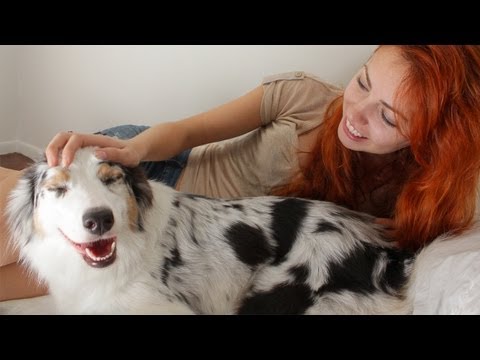 how to care australian shepherd