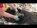 Harvesting Satina Potatoes